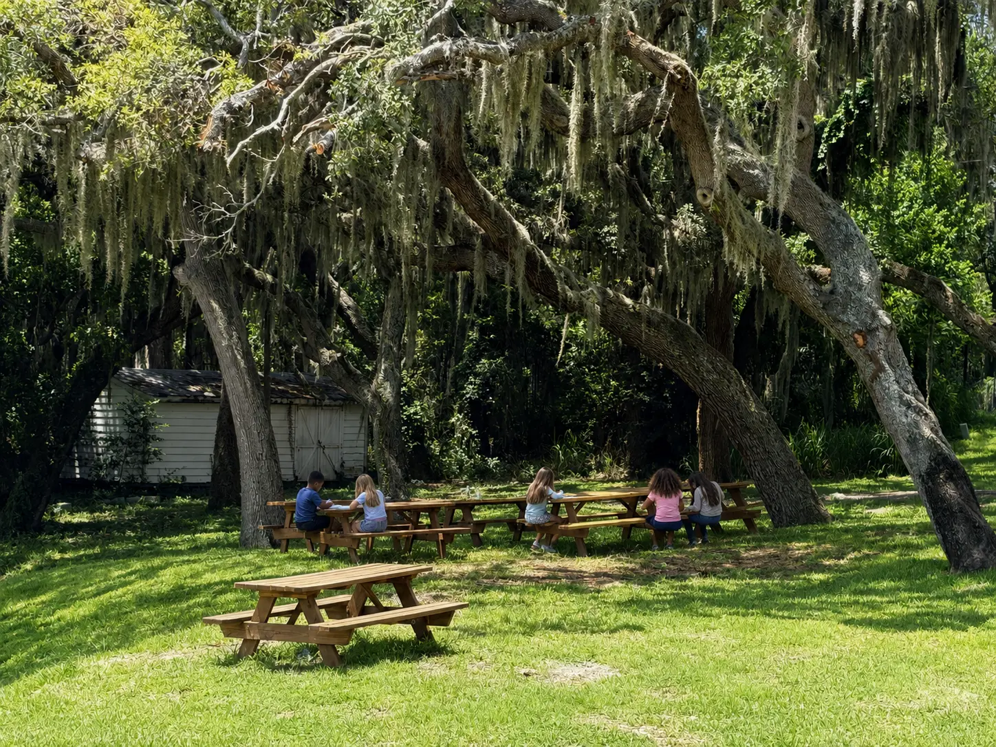Outdoor work under the oaks